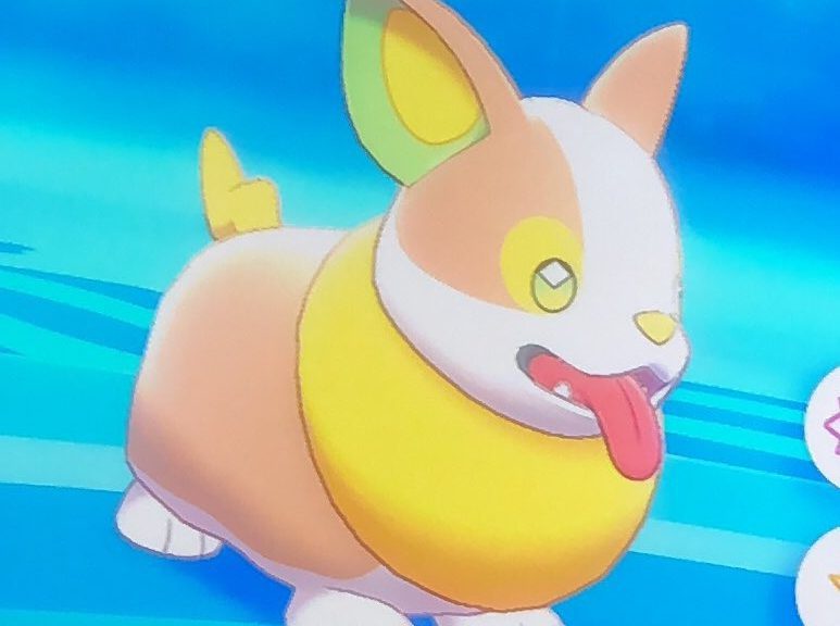 Yamper And Impidimp Two New Pokémon In Sword And Shield